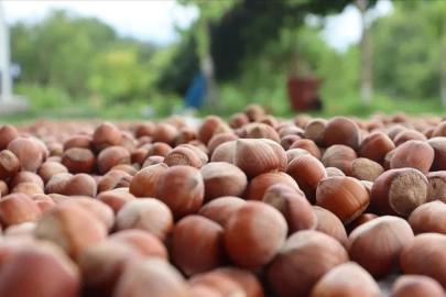 Geçen yıl 179 bin tondan fazla fındık ticaret borsasında işlem gördü