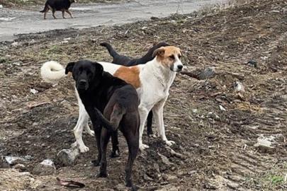 Şanlıurfa Valisi Hasan Şıldak, kentteki bütün sokak hayvanlarının toplatıldığını açıkladı