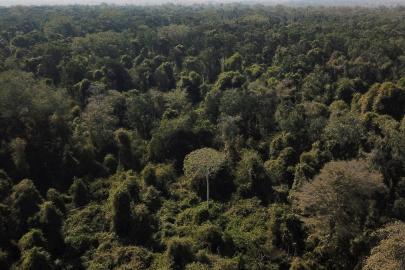 Dünyanın en büyük akciğeri konumundaki Amazon kuruyor