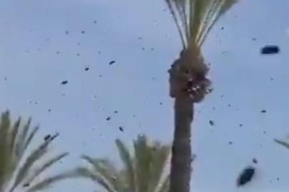 İsrail'de arı istilası uçakları durdurdu: Halka 'evinizden çıkmayın' uyarısı yapıldı